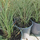 Iarba Elefantului (Miscanthus Sinensis) Morning Light, iarba ornamentala eleganta cu frunzis fin si reflexii argintii, crestere rapida