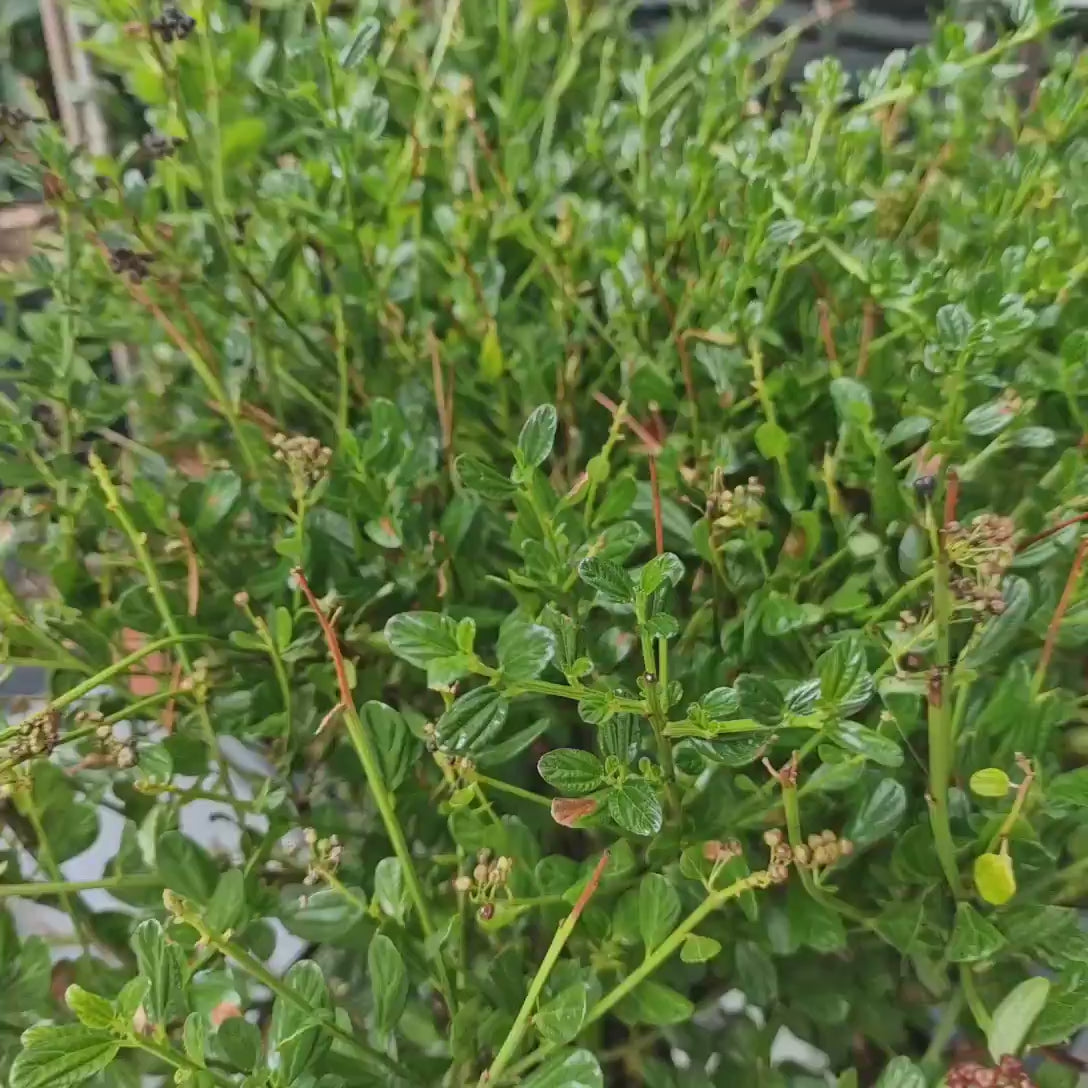 Liliac albastru californian (Ceanothus) Skylark, planta cataratoare vesnic verde, flori albastre parfumate, rezistenta la frig, crestere rapida, gard viu sau planta solitara