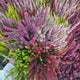 Calluna (Iarba Neagra) Mix de Culori, flori colorate toamna, arbust peren compact