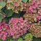 Hortensie macrophylla Lady Mata Hari – roz