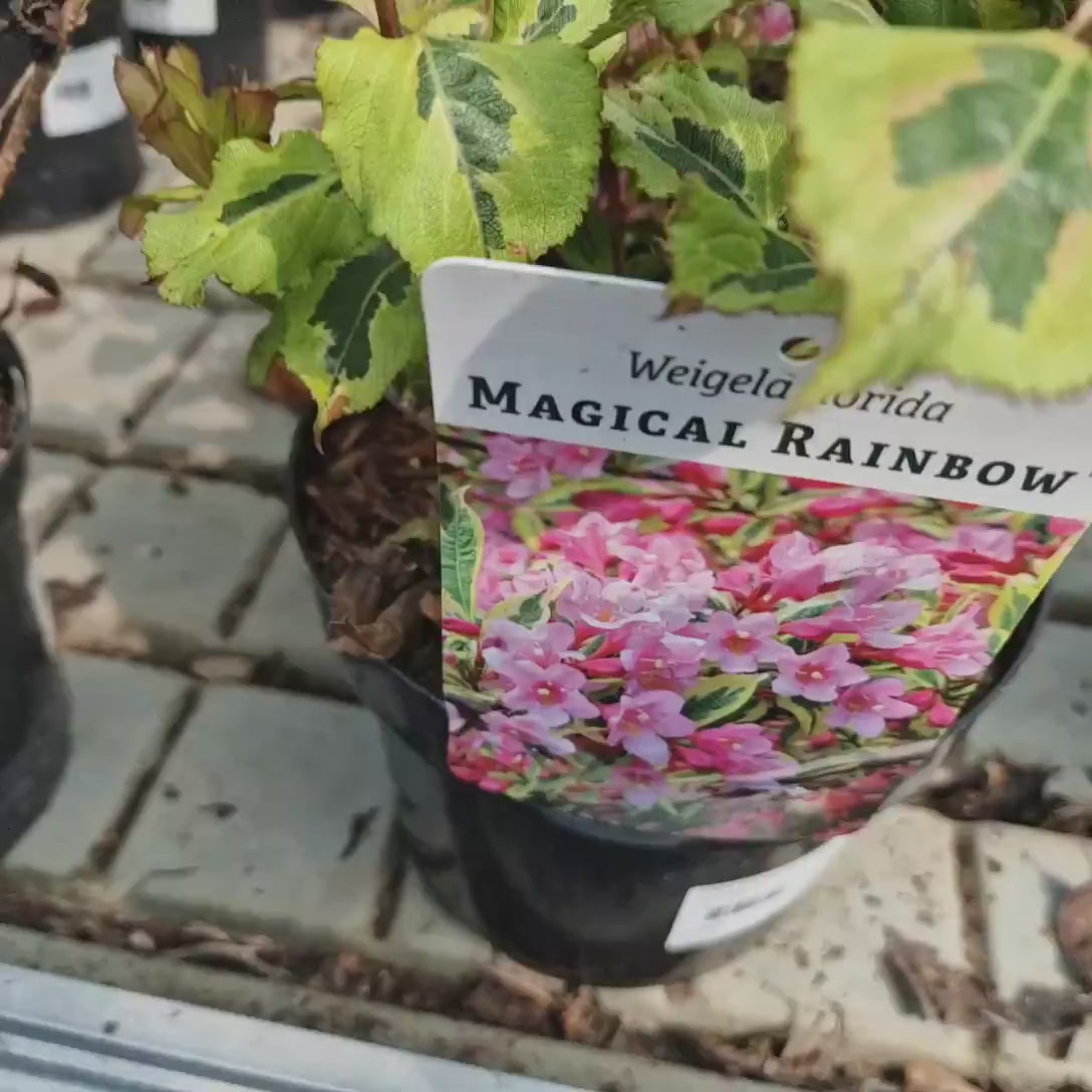 Weigela multicolor Magical Rainbow, frunzis pestrit galben verde roz, flori roz, rezistenta iarna