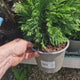 Chiparos Pitic Ellwoods Empire, conifer decorativ galben-verde, compact, vesnic verde, port conic
