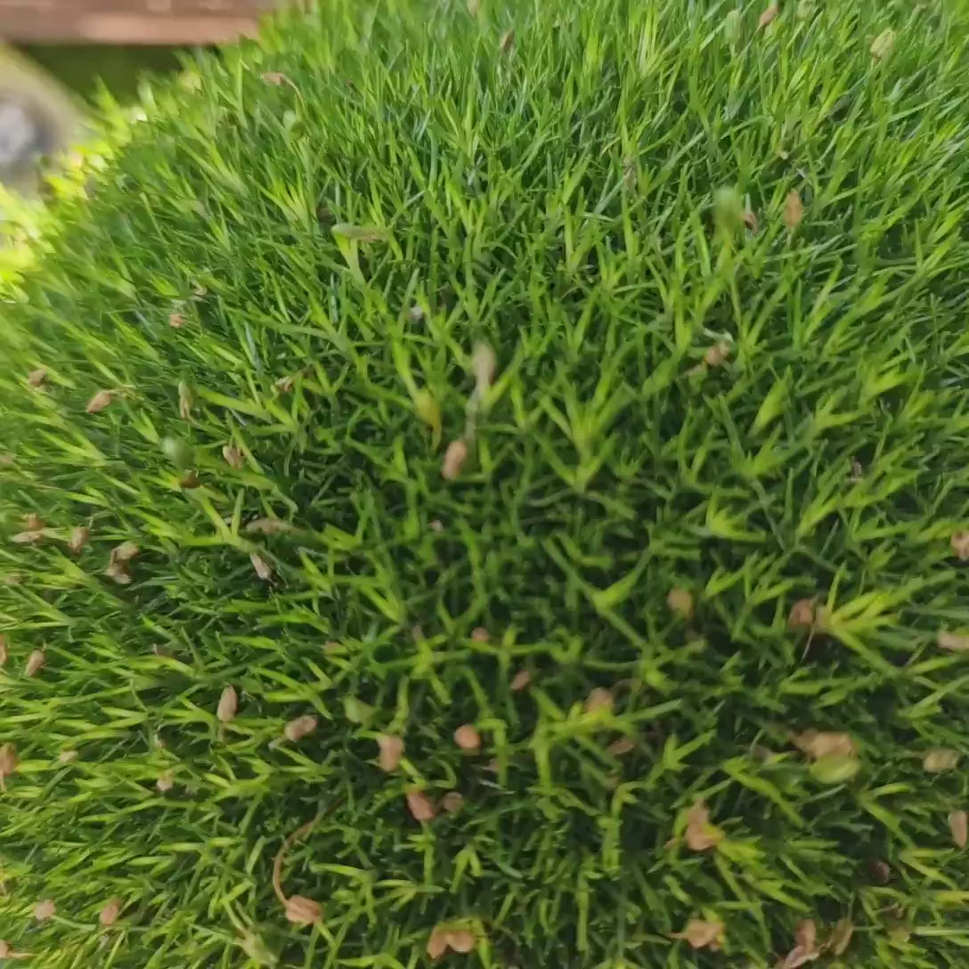 Muschi de Piatra Scotian Sagina Subulata Verde Frodo, taratoare, vesnic verde