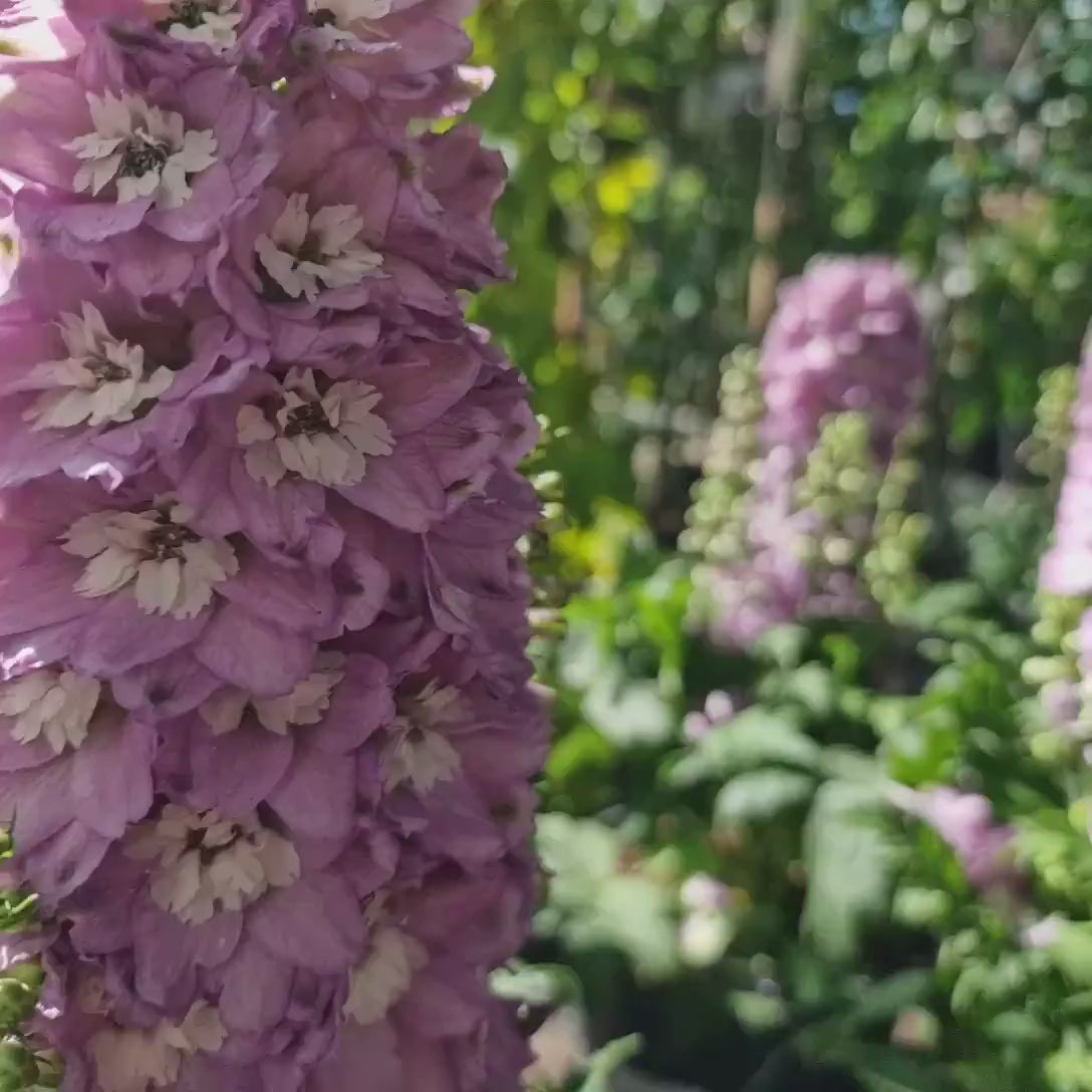 Nemtisor (Delphinium) Delgenius Chantay, tije verticale cu flori duble roz pastel, inflorire abundenta, rezistenta sporita, compacta