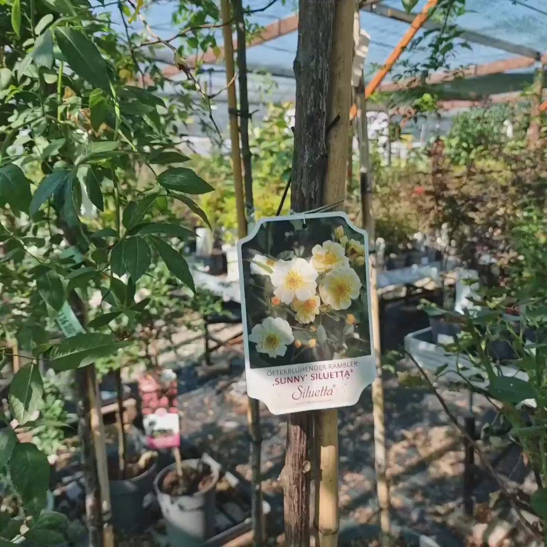 Trandafir Copacel Canary Galben, cu ramuri curgatoare, cu flori galbene, inflorire repetata, anul 10