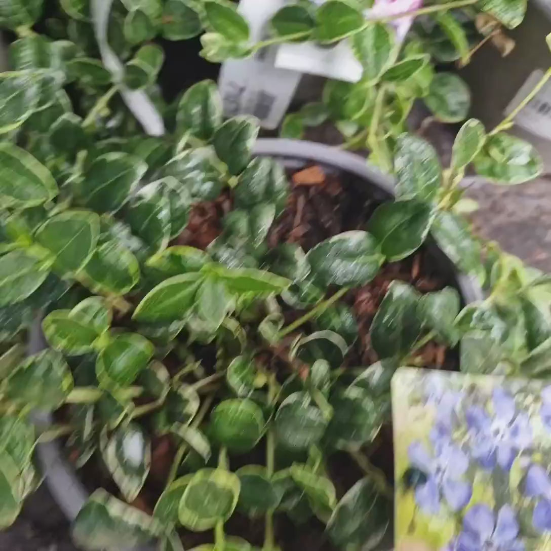 Saschiu cu frunza mica (Vinca Minor) Ralph Shugert, taratoare, vesnic verde, frunze variegate alb-verde, flori mov primavara, semi-umbra sau umbra