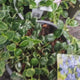 Saschiu cu frunza mica (Vinca Minor) Ralph Shugert, taratoare, vesnic verde, frunze variegate alb-verde, flori mov primavara, semi-umbra sau umbra