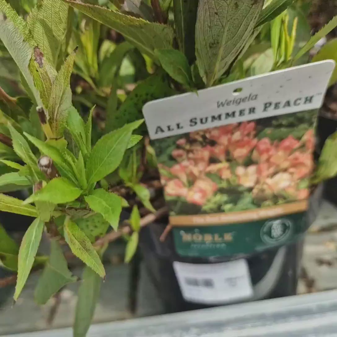 Weigela All Summer Peach, arbust decorativ cu flori roz-piersica, inflorire continua, rezistenta la frig
