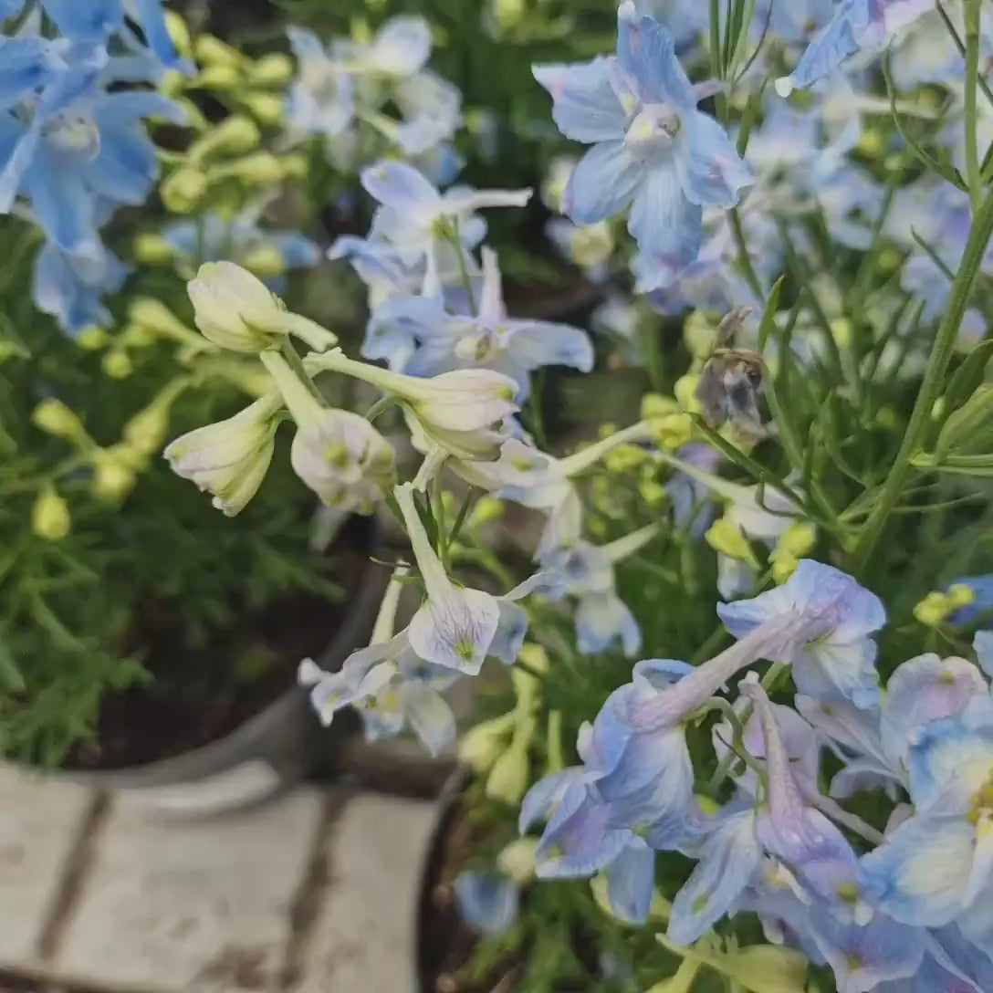 Nemtisor (Delphinium Grandiflorum) Summer Skies, flori albastru deschis, planta perena inalta, rezistenta la ger