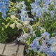 Nemtisor (Delphinium Grandiflorum) Summer Skies, flori albastru deschis, planta perena inalta, rezistenta la ger