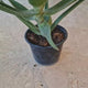 Aloe Vera planta in ghiveci,  40-50 cm, gel natural pentru piele, ingrijire si vindecare, crescut in Romania