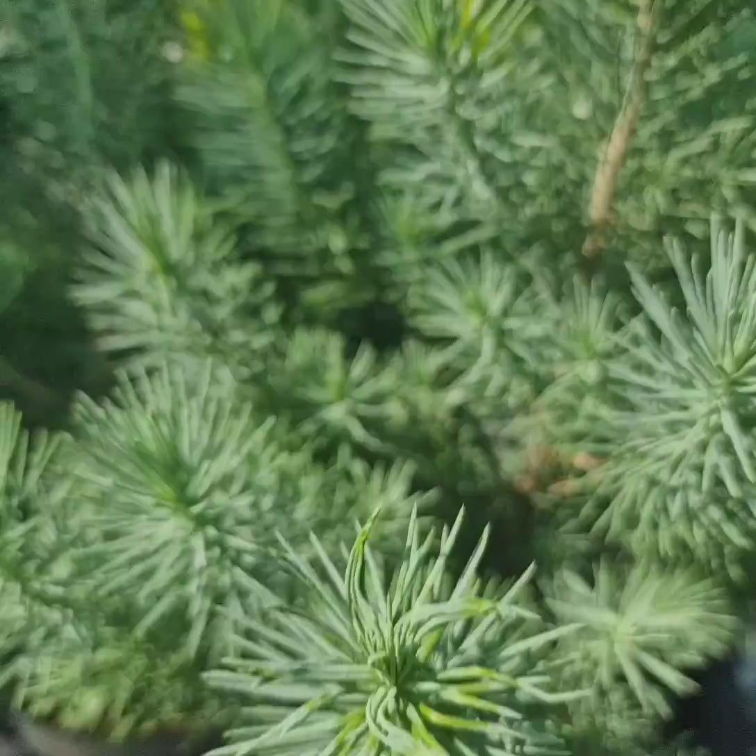 Pin pitic gresesc (Pinus Pinea) Silver Crest, Conifer Vesnic Verde, Ace Argintiu-Verzui, Ideal pentru Gradini Mici si Ghivece