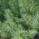 Pin pitic gresesc (Pinus Pinea) Silver Crest, Conifer Vesnic Verde, Ace Argintiu-Verzui, Ideal pentru Gradini Mici si Ghivece
