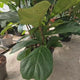 Ficus Lyrata, 150 cm,  planta de apartament decorativa cu frunze de Vioara