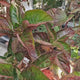 Hortensie macrophylla Merveille Sanguine – rosu-bordo