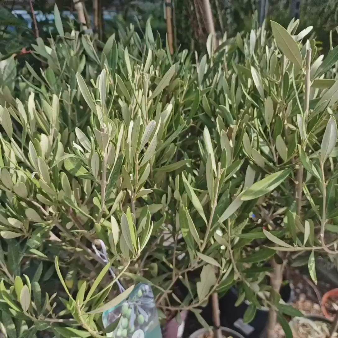 Maslin European Arbequina Aclimatizat, 90-100 cm, rezistent iarna, usor de ingrijit, vesnic verde, fructifer, efect mediteranean, Tulpina 50 cm