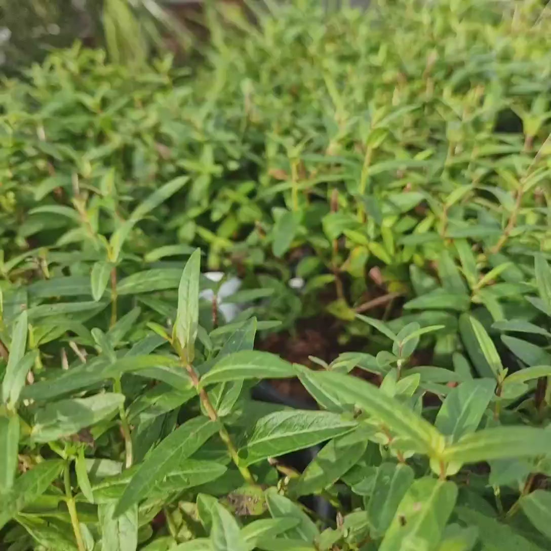 Rachitan Lythrum Salicaria Robin, planta perena cu spice verticale roz-purpurii, atractiva pentru albine, rezistenta la frig