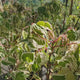 Artar American Flamingo (Acer Negundo), arbore ornamental cu frunze tricolore verzi cu margini albe si roz delicate,, crestere rapida, coroana larga