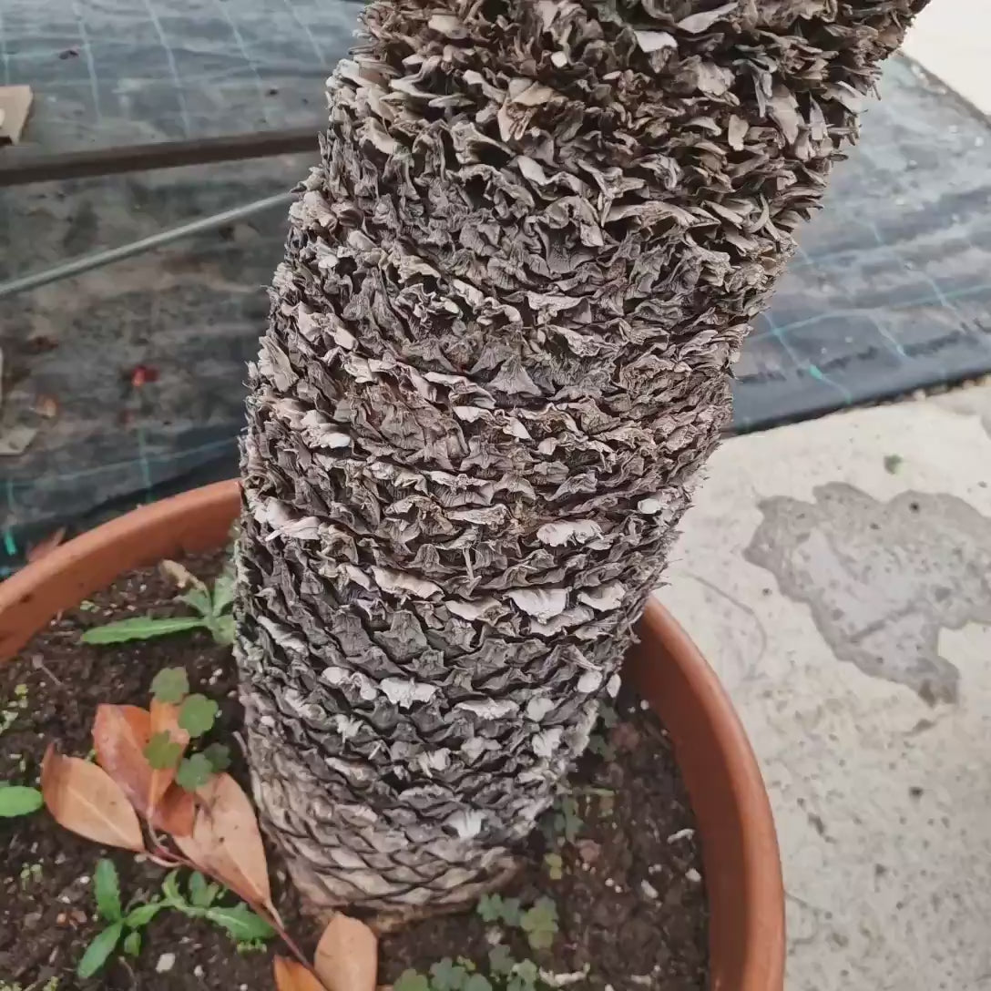 Palmier Sagotier Japonez Cycas Revoluta, 150 cm, planta premium de interior exotica cu frunze verzi rigide, decor tropical pentru casa