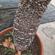Palmier Sagotier Japonez Cycas Revoluta, 150 cm, planta premium de interior exotica cu frunze verzi rigide, decor tropical pentru casa