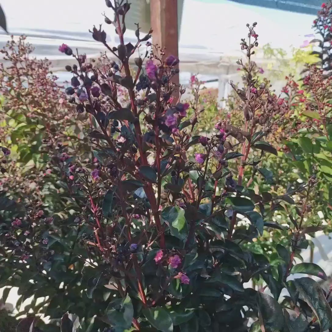 Liliac Indian Copac Rhapsody in Blue, copac decorativ cu flori violet-albastre, inflorire lunga