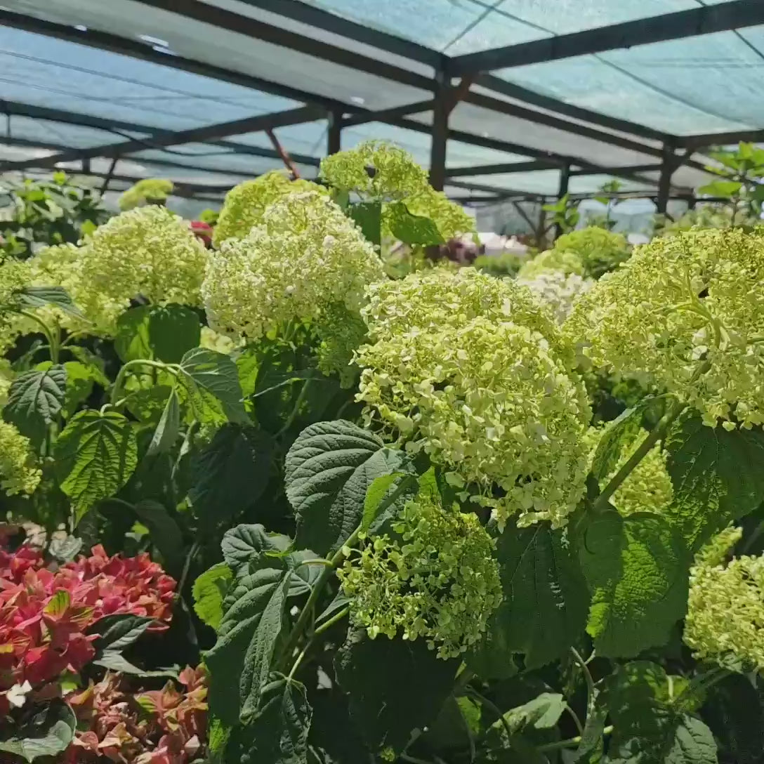 Hortensie arborescens Strong Annabelle – alba