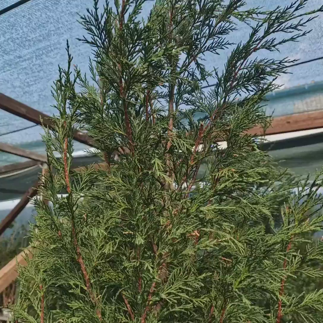 Chiparos Leylandii 2001, Stalp de Gheata, gard viu vesnic verde, compact, bogat, crestere controlata