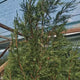 Chiparos Leylandii 2001, Stalp de Gheata, gard viu vesnic verde, compact, bogat, crestere controlata