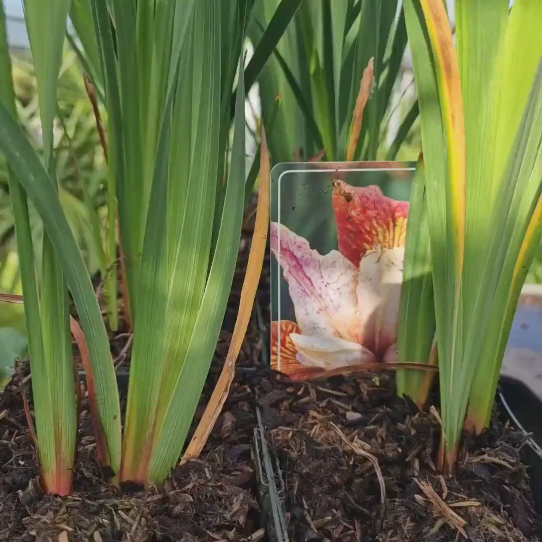 Iris Germanica (Stanjenel) Paprikash, cu flori portocaliu aramiu intens parfumate, crestere rapida, bulb plantat In ghiveci