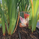 Iris Germanica (Stanjenel) Paprikash, cu flori portocaliu aramiu intens parfumate, crestere rapida, bulb plantat In ghiveci