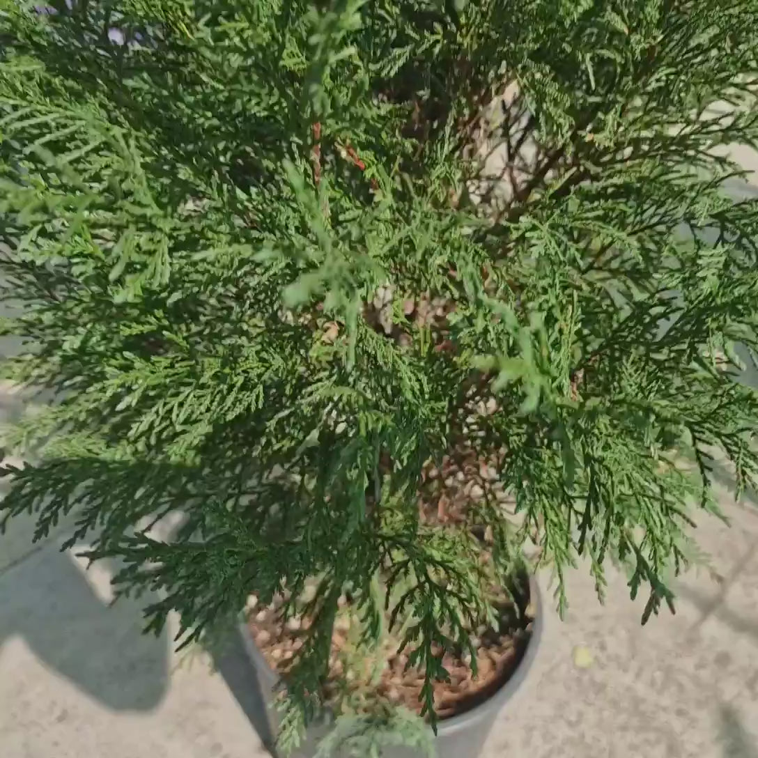 Chiparos Leylandii Blue Jeans, cu frunzis albastru-verzui, gard viu vesnic verde