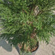 Chiparos Leylandii Blue Jeans, cu frunzis albastru-verzui, gard viu vesnic verde