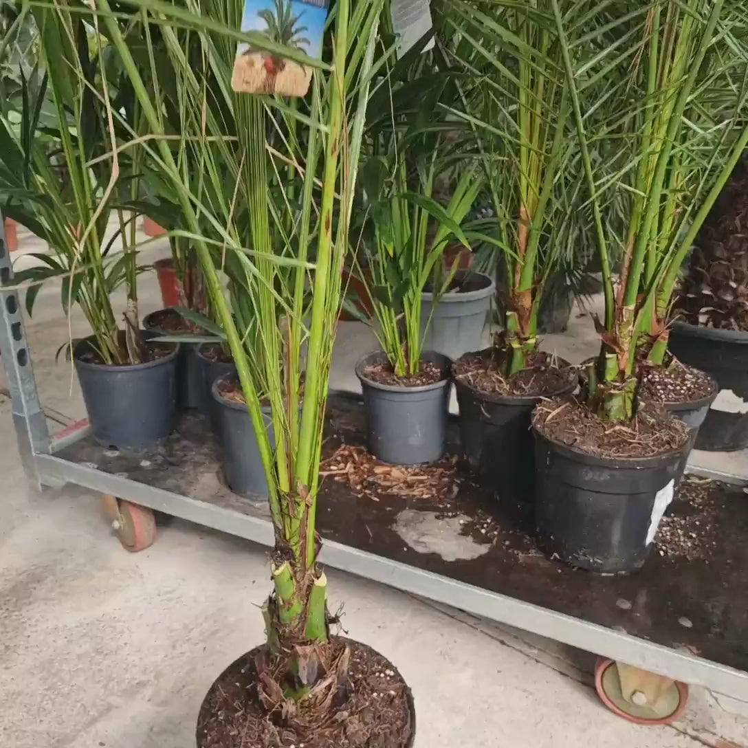 Palmier Curmal (Phoenix Canariensis), palmier canarian ornamental, frunze arcuite verzi, pentru terasa sau ghiveci