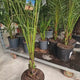 Palmier Curmal (Phoenix Canariensis), palmier canarian ornamental, frunze arcuite verzi, pentru terasa sau ghiveci