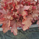 Clopotel purpuriu rosu-aprins (Heuchera) Forever Red, acoperitor de sol