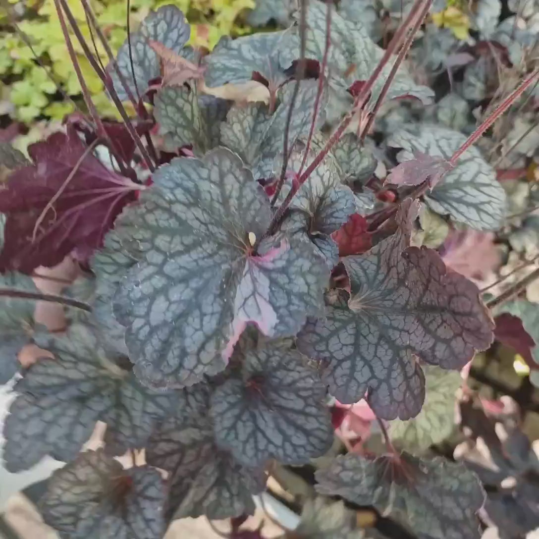 Clopotel purpuriu argintiu (Heuchera) Silver Scrolls, frunze argintii metalice, cu nervuri violet-inchis, semi-umbra sau umbra