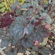 Clopotel purpuriu argintiu (Heuchera) Silver Scrolls, frunze argintii metalice, cu nervuri violet-inchis, semi-umbra sau umbra