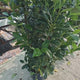 Laur Englezesc Vesnic Verde Obelisk (Laurocires), gard viu vesnic verde cu flori parfumate, compact, rezistent frig