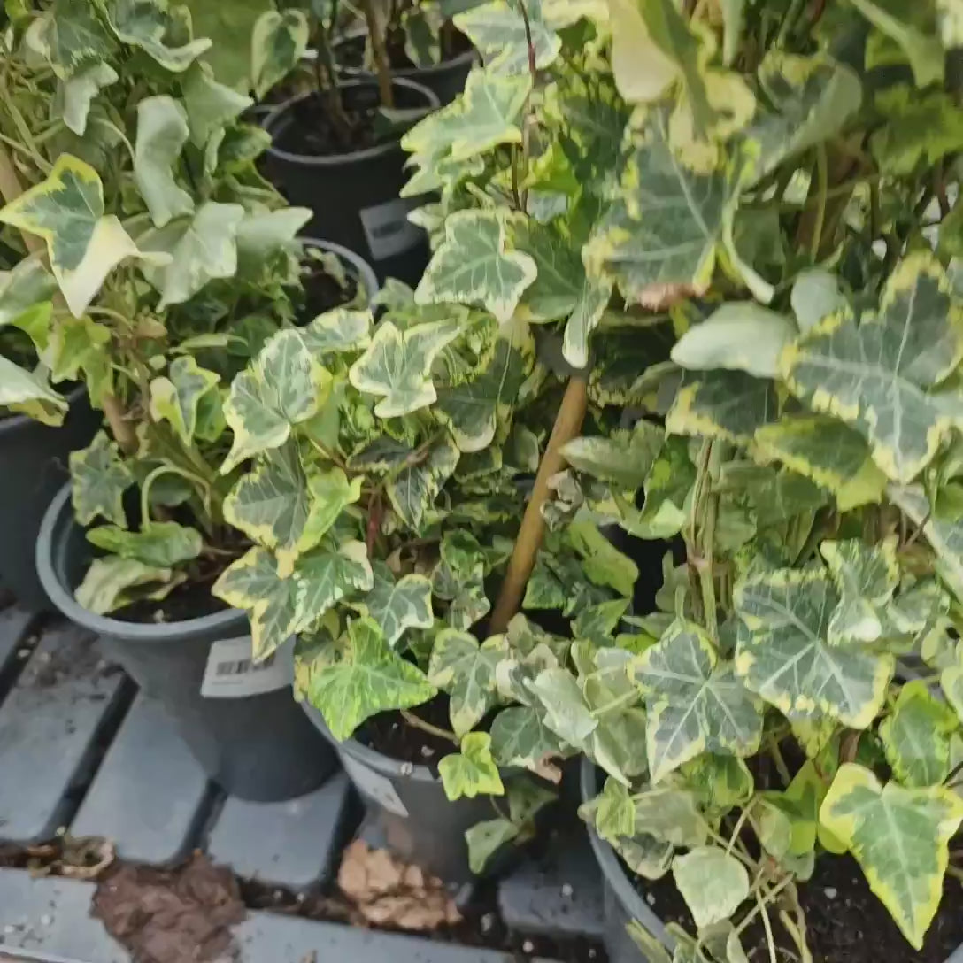 Iedera Variegata Goldchild Kolibri, frunzis verde-inchis cu variegatii galben-aurii, vesnic verde