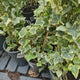 Iedera Variegata Goldchild Kolibri, frunzis verde-inchis cu variegatii galben-aurii, vesnic verde