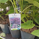 Arborele Printesei- Paulownia Tomentosa, copac ornamental cu crestere rapida, flori mov-liliachii parfumate, copac de umbra perfect