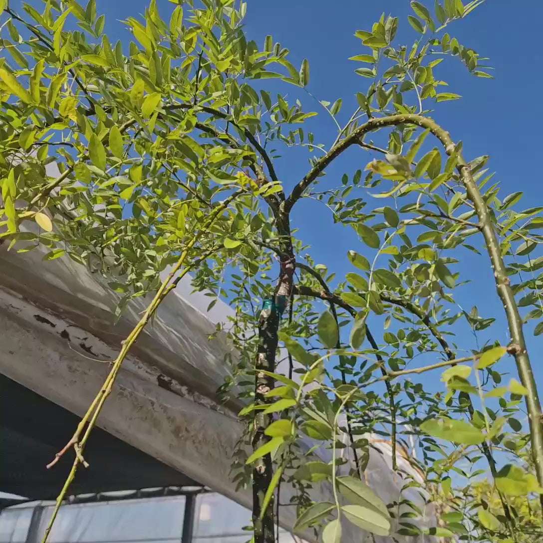 Salcam Japonez Plangatoare (Sophora Japonica), arbore decorativ curgator cu flori parfumate rezistente