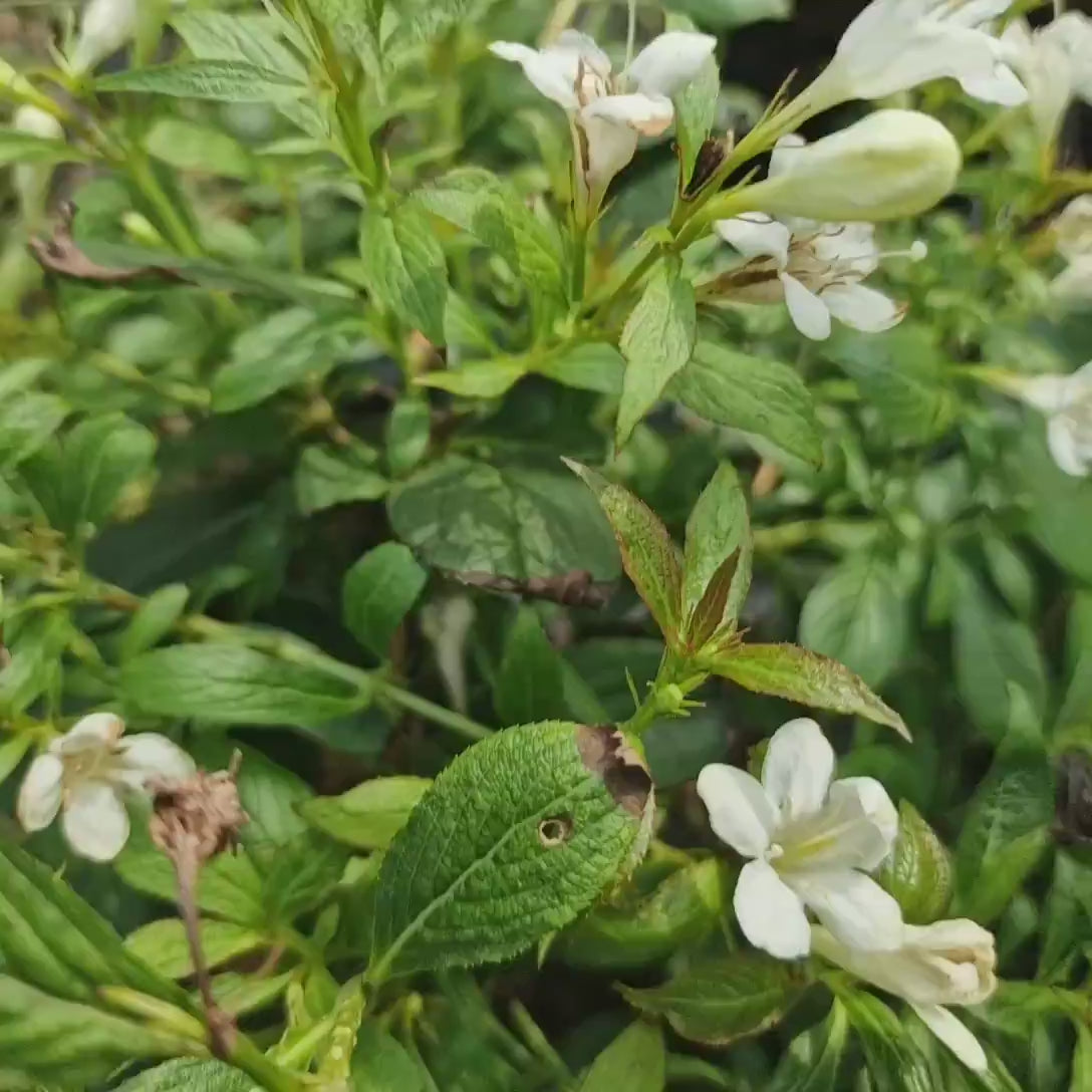 Weigela Pitica Picobella Bianco, arbust compact cu flori albe, inflorire abundenta toata vara