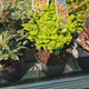 Leucothoe Curly Gold, arbust vesnic verde cu frunzis auriu ondulat si colorit spectaculos