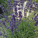 Lavanda Englezeasca Angustifolia Munstead, lavanda parfumata mov, inflorire vara, rezistenta frig -20°C
