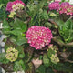 Hortensie macrophylla Merveille Sanguine – rosu-bordo
