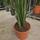 Strelitzia Nicolai, Pasarea alba a paradisului, 190-210 cm, planta exotica mare cu frunze uriase tropicale decorative pentru interior