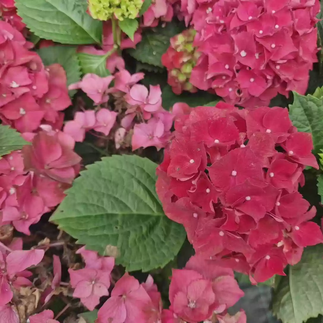 Hortensie macrophylla Hi Fire – rosie