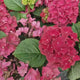 Hortensie macrophylla Hi Fire – rosie