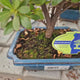 Rhododendron Indicum Bonsai, azalee japoneza bonsai cu flori decorative roz